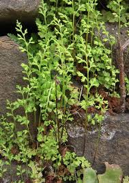 Image result for Anogramma leptophylla