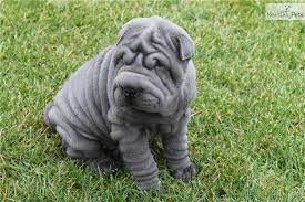 Shar pei puppies for sale are sold on a limited basis. Blue Shar Pei For Sale Cheap Buy Online
