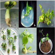 Organogenesis System Of Cowpea A Germination Of Seed On Msb 5 Medium Download Scientific Diagram