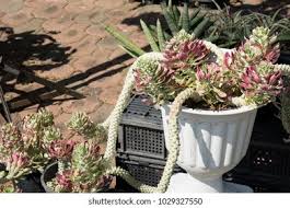 Image result for Monadenium lugardiae