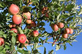 This is only an estimate and a range of when the apples will be ready. Best Places To Go Apple Picking Near Dallas Fort Worth Metroplex Social
