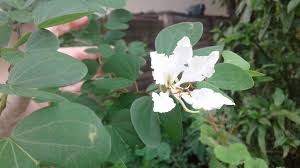 Image result for Bauhinia bowkeri