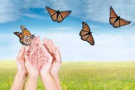 338.181 hình nền về con bướm đẹp lung linh, màu sắc rực rỡ - Mua bán hình  ảnh shutterstock giá rẻ chỉ từ 3.000 đ trong 2 phút