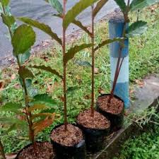 Bunga kantan digunakan sebagai penyedap dan penaik aroma masakan yang banyak digunakan sebab itu, bunga kantan mempunyai harga yang tinggi di pasaran. Jual Tanaman Honje Atau Kecombrang Atau Kantan Di Lapak Desa Bunga Sidomulyo Bukalapak