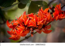 Palash tree Stock Photos, Images & Photography | Shutterstock