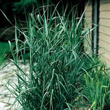 Image result for Panicum eickii