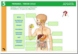 El Aparato Digestivo Cuerpo Humano Para Ninos Sistemas Del Cuerpo Aparato Digestivo
