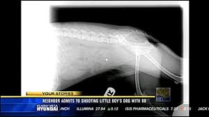 Another option if you want something with a little more omf but still quieter then a 22lr is they do make 22 pellet guns, ive. Neighbor Admits To Shooting Little Boy S Dog With Bb Gun Cbs8 Com