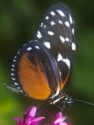 Schmetterling Im Schmetterlingshaus Auf Der Insel Mainau Insel Mainau Schmetterling Schone Schmetterlinge