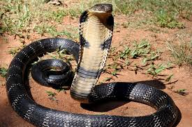Cobra-real: saiba mais sobre a maior cobra venenosa do planeta - Mega  Curioso