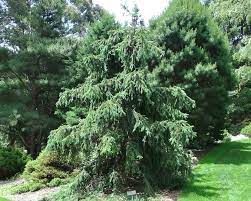 Unbleached thermomechanical pulp (tmp) produced from norway spruce (picea abies) was obtained from a finnish paper mill. Picea Abies Gardensonline