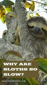 Slow Sloths Cutesloth Sloths Take Relaxing To The Extreme And They Have Good Reasons For Doing So Sloth Slothlove S Sloth Facts Sloth Cute Sloth Pictures