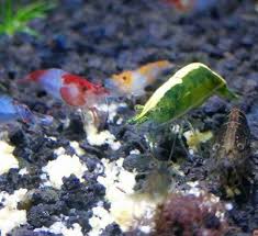 Selain memasukkan tanaman hias, diperlukan beberapa perlengkapan lainnya seperti. 10 Makanan Udang Hias Air Tawar Yang Bagus Dan Terbaik Hobinatang