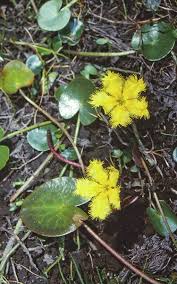 Image result for Nymphoides milnei