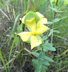 Image result for Hypericum quartinianum