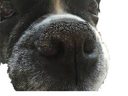 Dog Nose Info Httpdogzanddogz