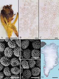In lieu of flowers, memorials may be made to cedar grove lutheran church mortar fund, 1220 cedar grove rd., leesville sc 29070 or to all seasons hospice, 7142 woodrow st., irmo sc 29063. The Smut Fungi Of Greenland