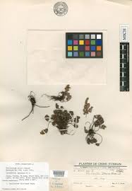 Image result for Aleuritopteris welwitschii