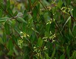 Image result for Cryptolepis oblongifolia