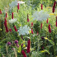 When The Goods Meets The Weeds We Normally Admire The Pink White Or Red Spikes Of This Persicaria In French Cottage Garden Dig Gardens Garden Inspiration