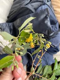 Image result for Grewia trichocarpa