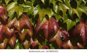 Image result for Rhynchosia tricuspidata