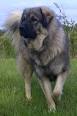 Sarplaninac | Black Swamp Sarplaninacs