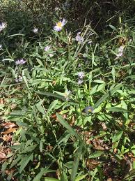 Image result for Alafia zambesiaca