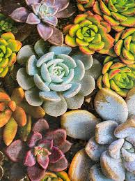 After passing the puzzle score appears. My First Succulents Jigsaw Puzzle Cactuses In A World Full Of Delicate Flowers Jigsawpuzzles