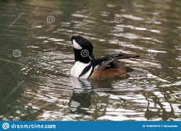 hooded merganser duck lophodytes cucullatus stock image