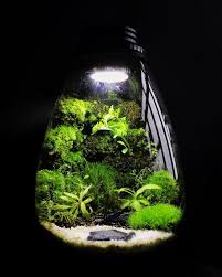 Moss Terrarium Photos In 2020 Terrarium Moss Terrarium Terrarium For Sale