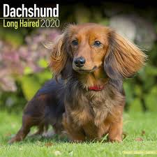 See more ideas about dachshund, long haired dachshund, dachshund love. Dachshund Long Haired Calendar 2020 Avonside Publishing Ltd Amazon De Bucher