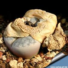 Image result for Macrotyloma stenophyllum