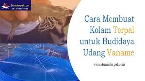 Pin Oleh Dunia Terpal Di Budidaya Udang Vaname Di Kolam Terpal Udang Kolam
