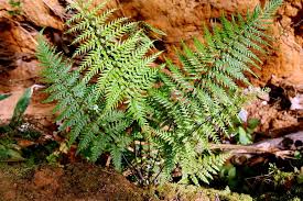 Image result for Pityrogramma