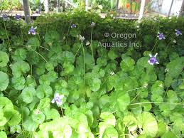 Image result for Viola hederacea