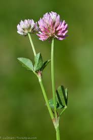 Image result for Trifolium isthmocarpum