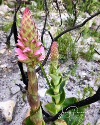 Image result for Satyrium carsonii