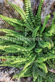 Image result for Trichomanes