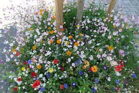 For best results, remove all grass and weeds prior to planting your seed. Wildflower Seeds Flower Your Place Flowerbulbs Perennials And Wildflower Seeds