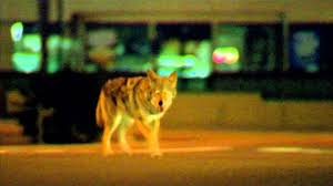 Image result for coyote in the movie collateral