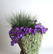 The latest deal is up to 20% off + free p&p on floret flowers products. Shock Wave Denim Petunia Silver Falls Plant Silver Falls Dichondra Petunias
