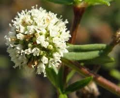 Image result for Spermacoce ocymoides