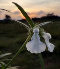 Image result for Leucas capensis