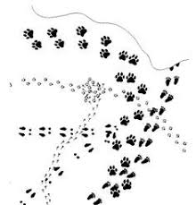 Animal Track Story Google Search Animal Footprints Animal Tracks Emotions Preschool