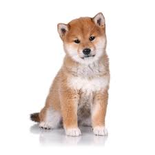 ɕiba inɯ) is a breed of hunting dog from japan. Petland Florida