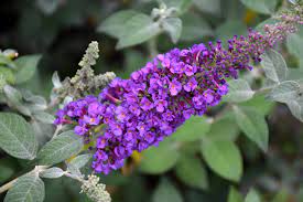 Birch, dogwood, elm, maple, & styrax) prune undesired and storm damaged limbs. Miss Violet Butterfly Bush Buddleia Miss Violet In Selma North Carolina Nc At Dewayne S