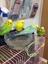 For faster navigation, this iframe is preloading the wikiwand page for オウム真理教事件. é³¥ã®ç—…æ°— ç—…é™¢ çš®è†šç—…ãªã®ã‹ ã¨ã‚Šã£ã¡ ã‚¤ãƒ³ã‚³ãªã©é³¥ã®æ—¥æœ¬æœ€å¤§ç´šsns
