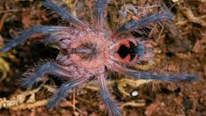 Image result for Platysepalum