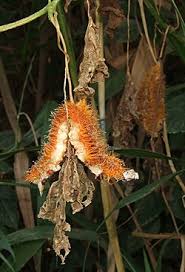 Image result for Momordica foetida